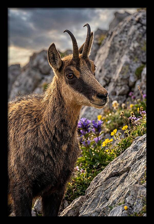 Chamois Among Alpine Blooms