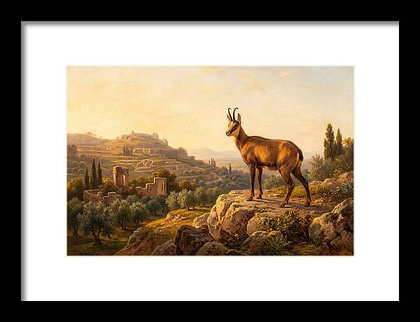 Chamois In Mediterranean Landscape