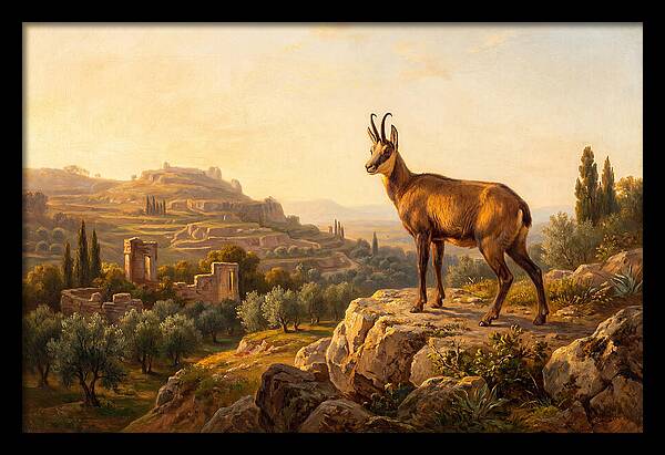 Chamois In Mediterranean Landscape