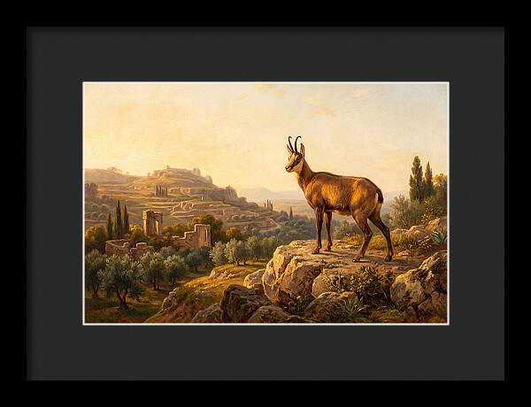 Chamois In Mediterranean Landscape