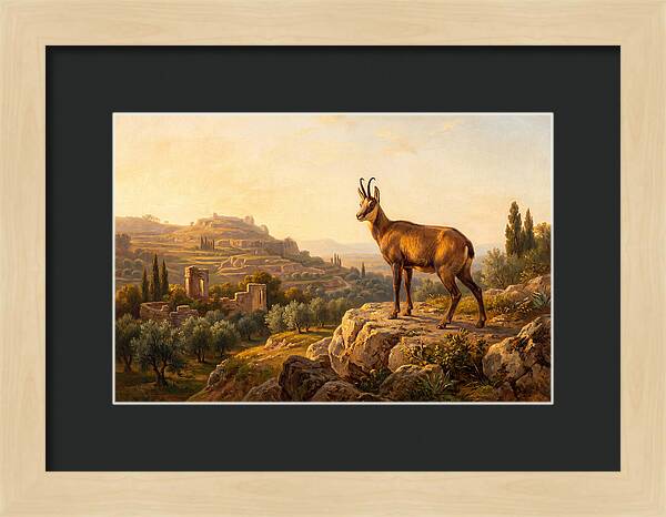Chamois In Mediterranean Landscape