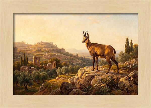 Chamois In Mediterranean Landscape