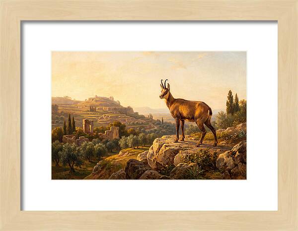Chamois In Mediterranean Landscape
