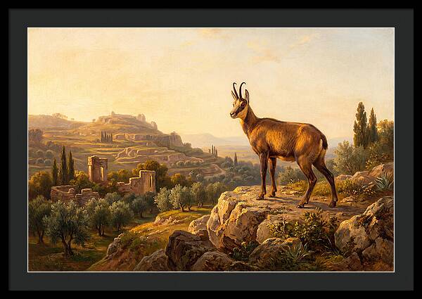 Chamois In Mediterranean Landscape