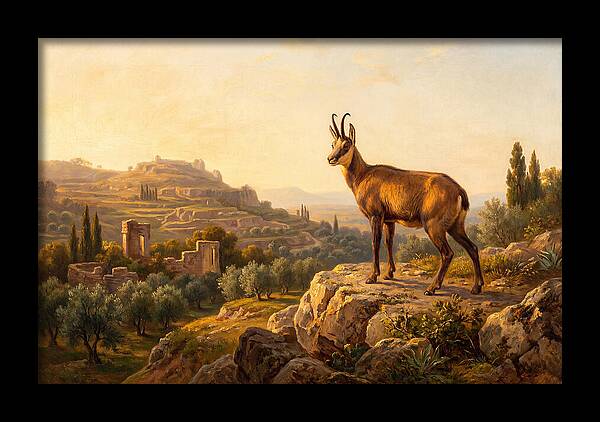 Chamois In Mediterranean Landscape