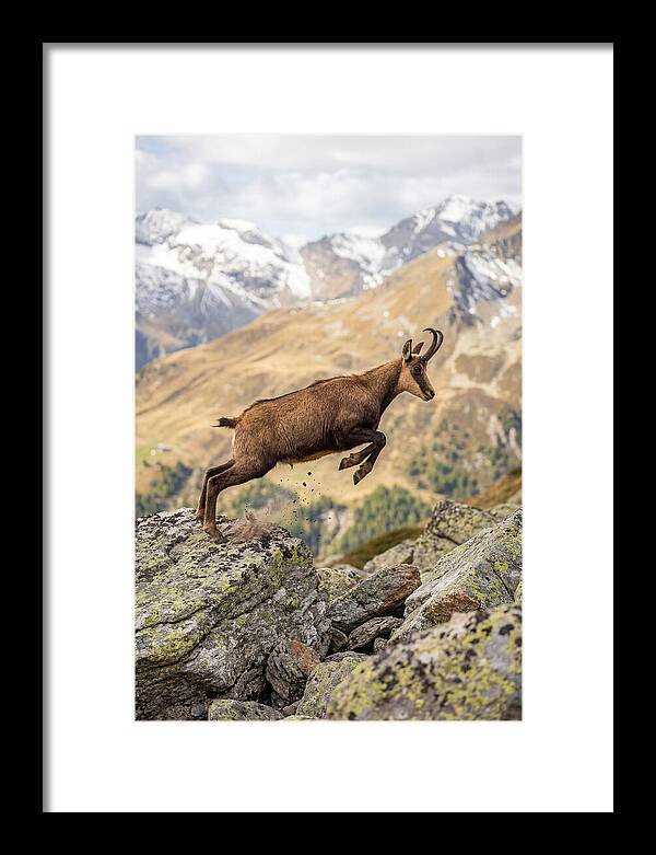 Chamois Leaping Across Rocks