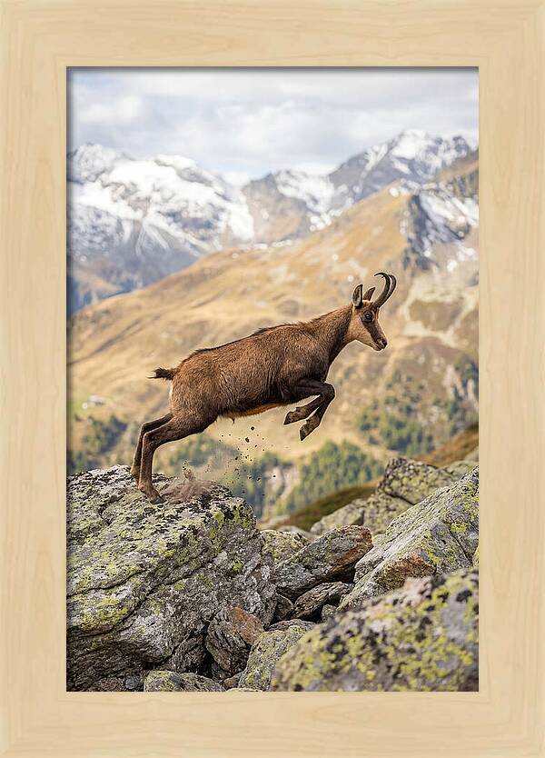 Chamois Leaping Across Rocks