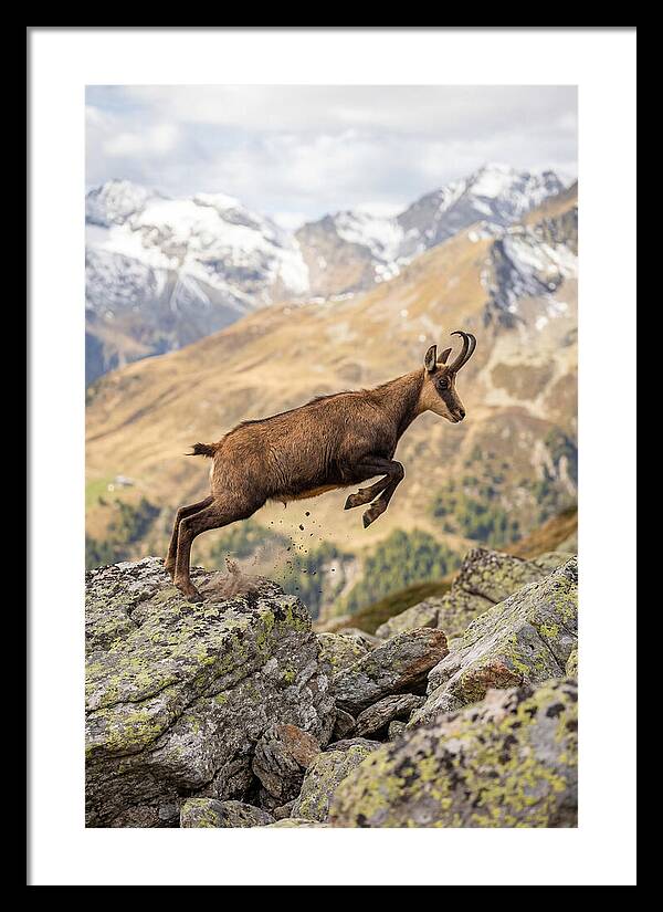 Chamois Leaping Across Rocks