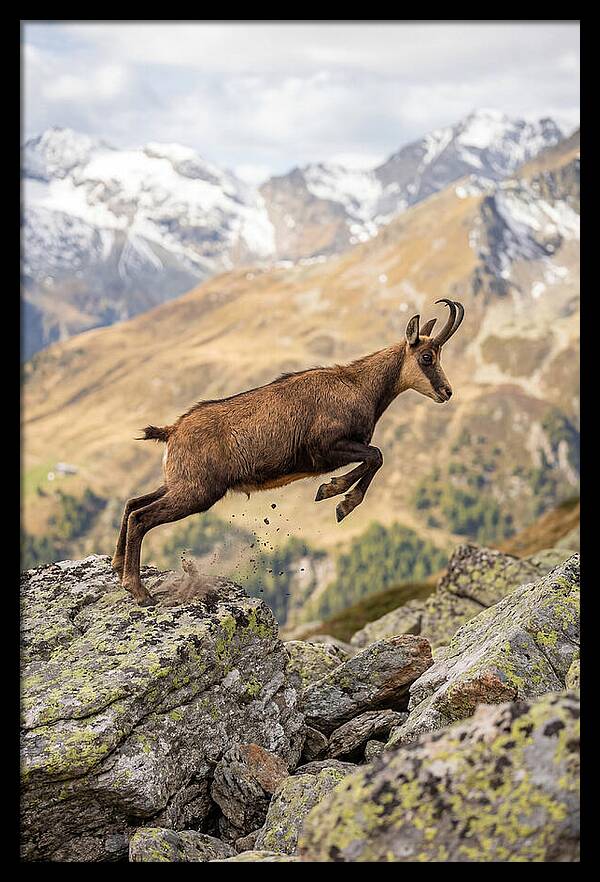 Chamois Leaping Across Rocks