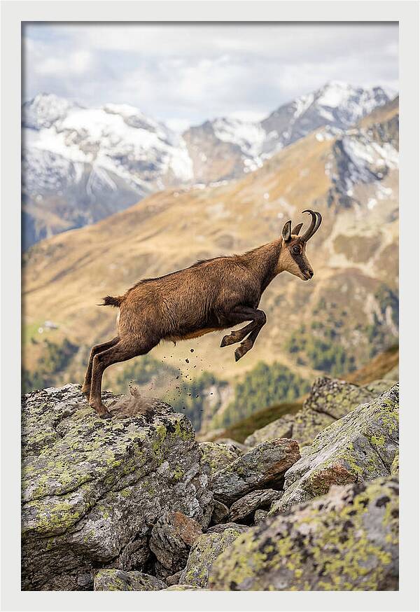 Chamois Leaping Across Rocks