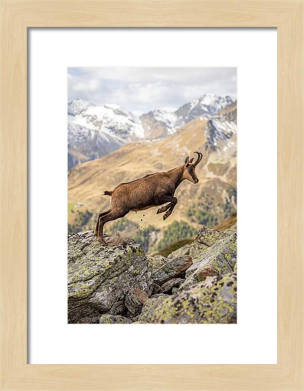 Chamois Leaping Across Rocks
