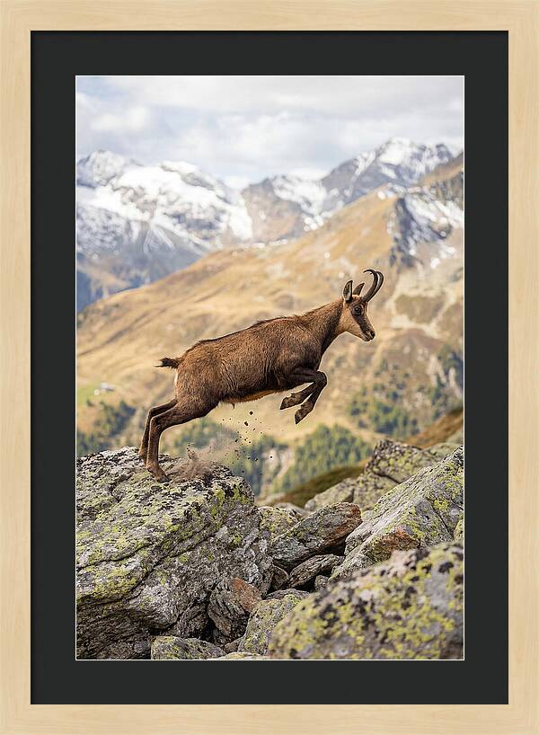 Chamois Leaping Across Rocks