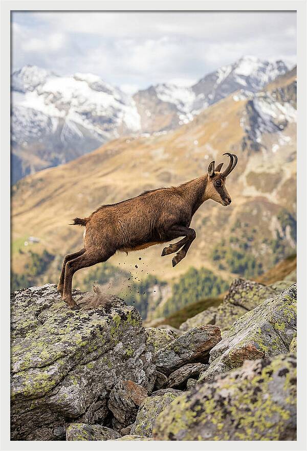 Chamois Leaping Across Rocks