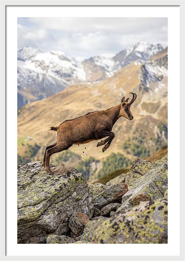 Chamois Leaping Across Rocks