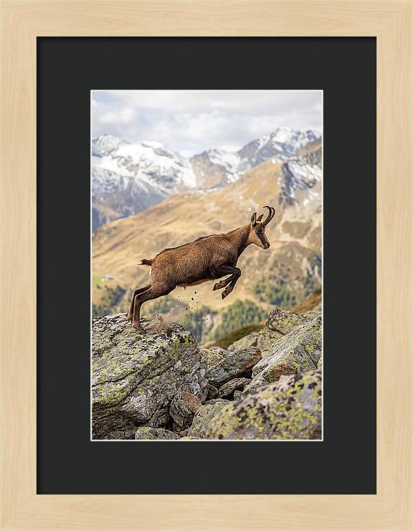 Chamois Leaping Across Rocks