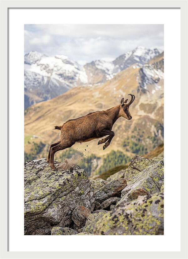 Chamois Leaping Across Rocks