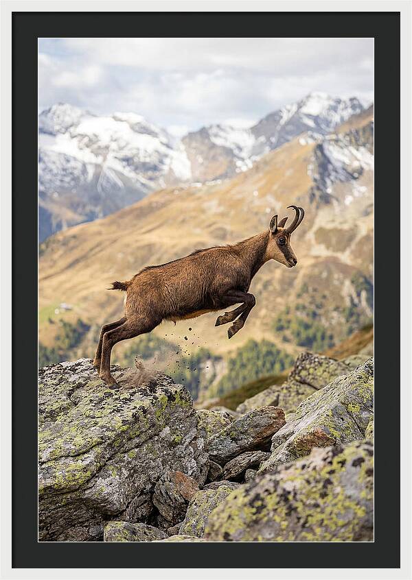 Chamois Leaping Across Rocks