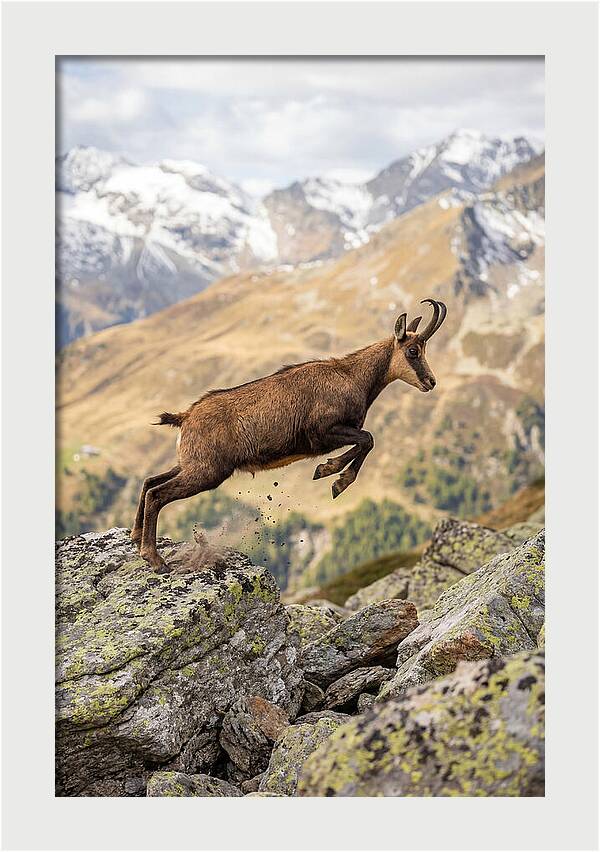 Chamois Leaping Across Rocks