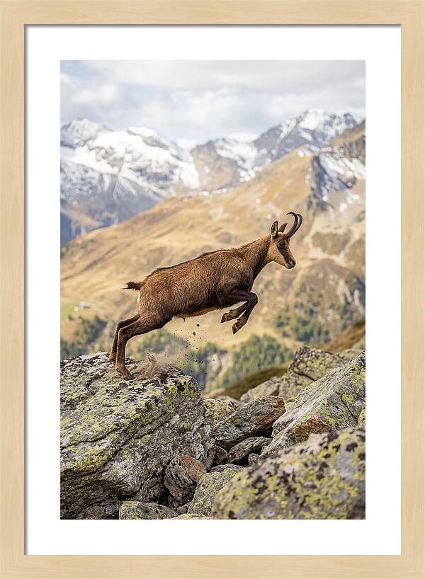 Chamois Leaping Across Rocks