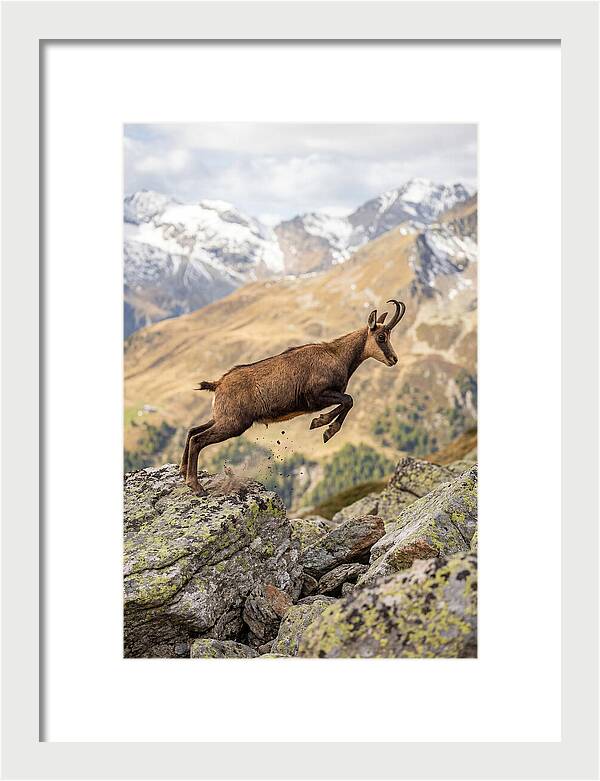 Chamois Leaping Across Rocks