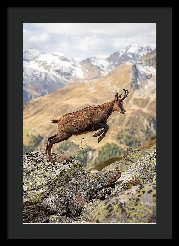 Chamois Leaping Across Rocks