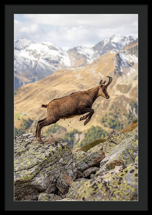 Chamois Leaping Across Rocks