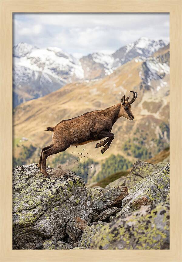 Chamois Leaping Across Rocks