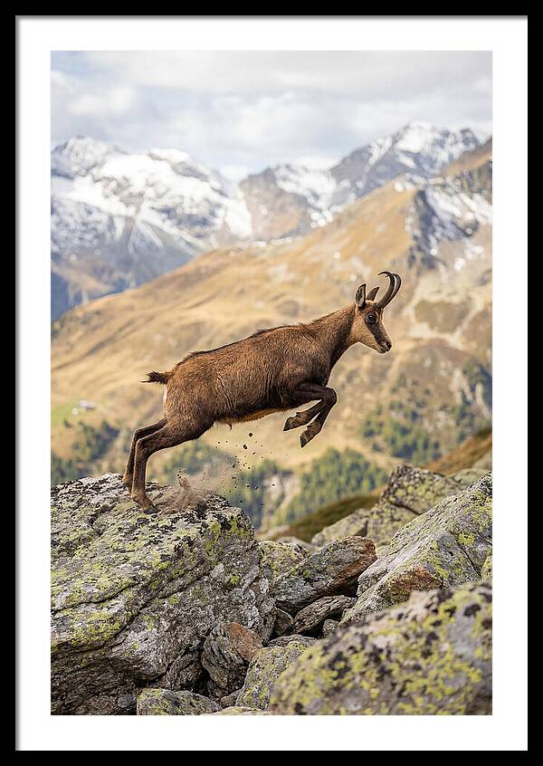 Chamois Leaping Across Rocks