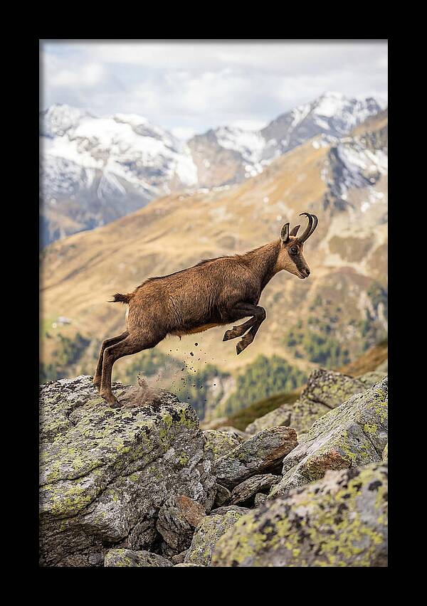 Chamois Leaping Across Rocks