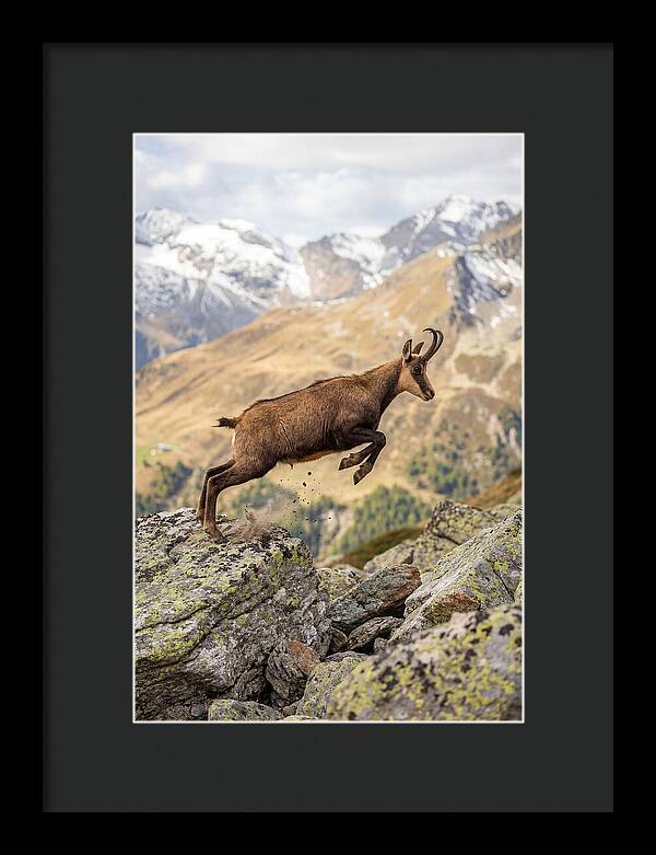 Chamois Leaping Across Rocks