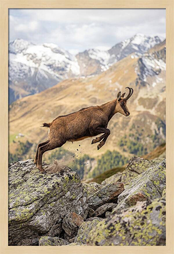 Chamois Leaping Across Rocks