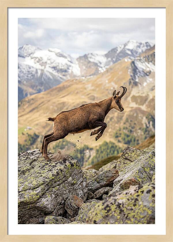 Chamois Leaping Across Rocks