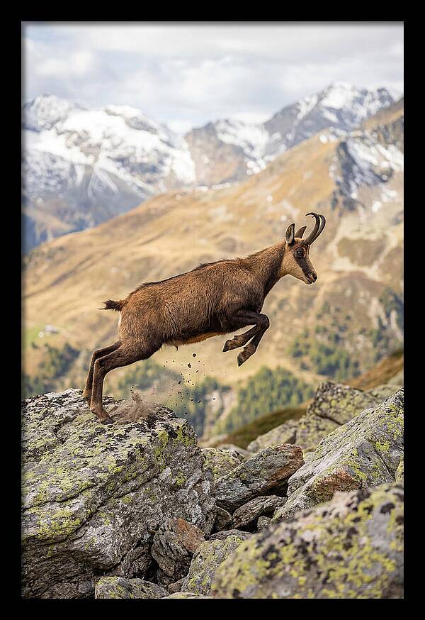 Chamois Leaping Across Rocks