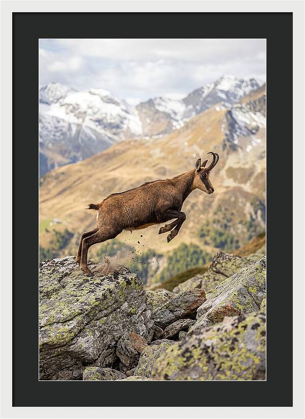 Chamois Leaping Across Rocks