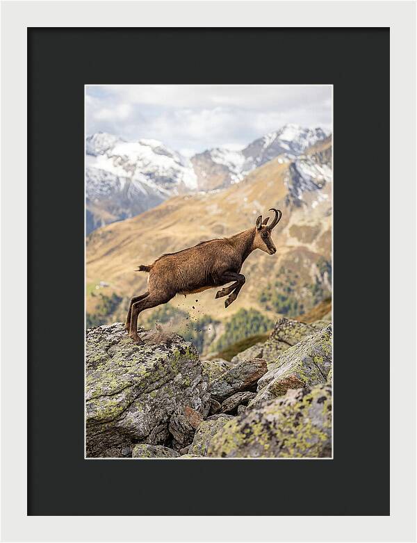 Chamois Leaping Across Rocks