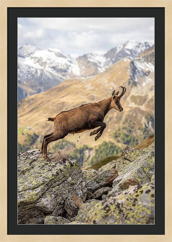 Chamois Leaping Across Rocks
