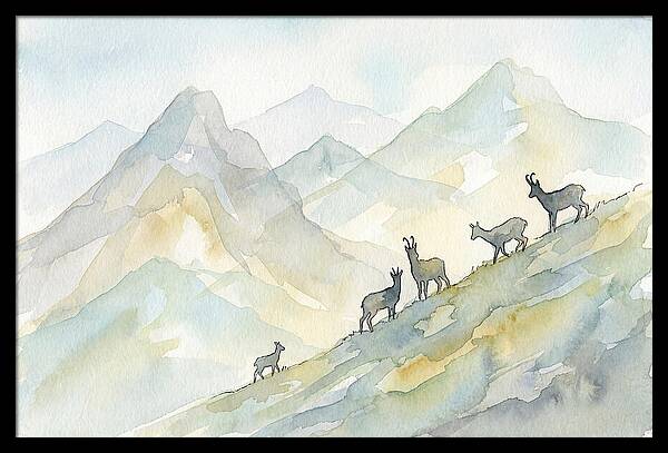 Chamois On Alpine Meadow