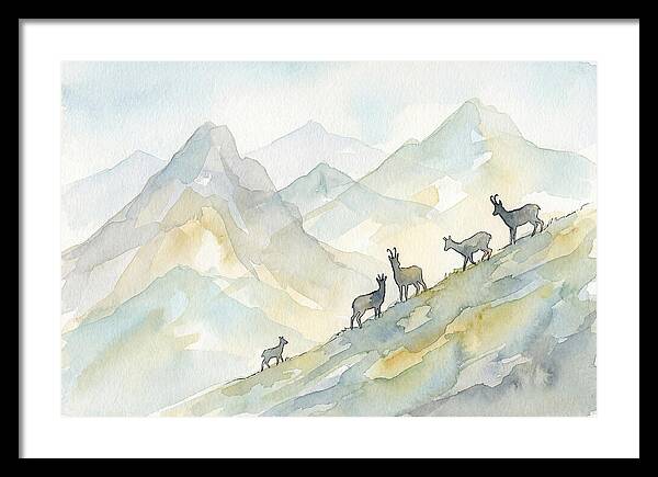Chamois On Alpine Meadow