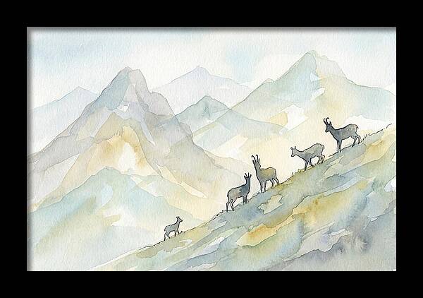 Chamois On Alpine Meadow