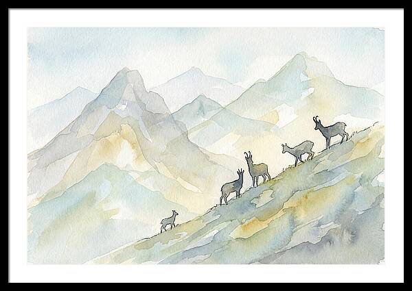 Chamois On Alpine Meadow