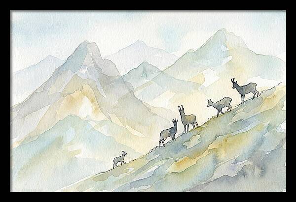 Chamois On Alpine Meadow
