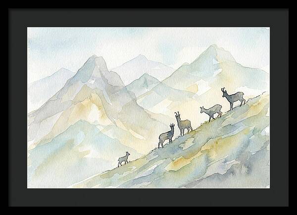 Chamois On Alpine Meadow