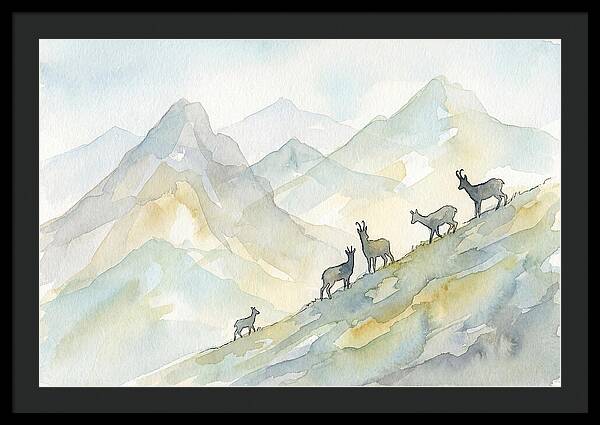 Chamois On Alpine Meadow