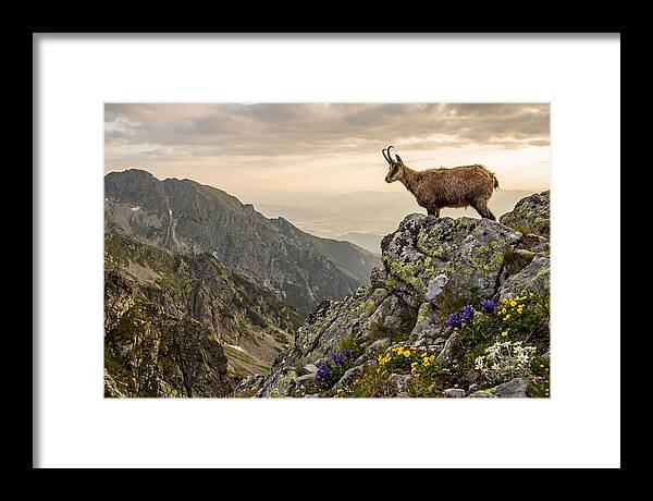 Chamois Standing Proudly On Alpine Peaks