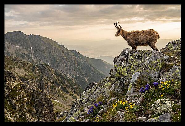 Chamois Standing Proudly On Alpine Peaks