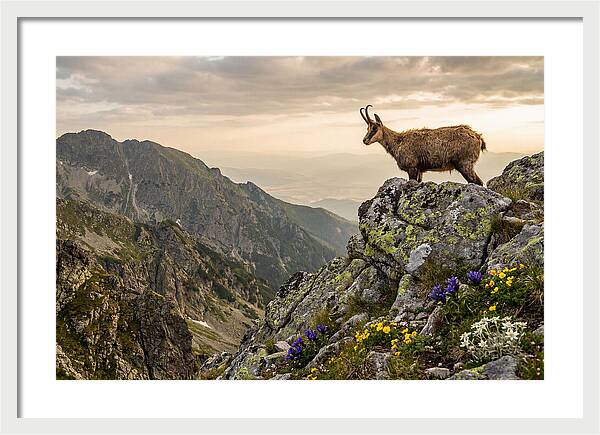 Chamois Standing Proudly On Alpine Peaks
