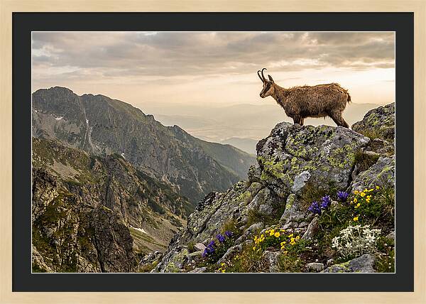 Chamois Standing Proudly On Alpine Peaks