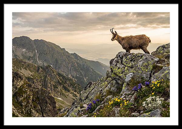 Chamois Standing Proudly On Alpine Peaks