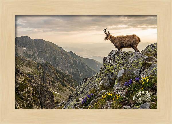 Chamois Standing Proudly On Alpine Peaks
