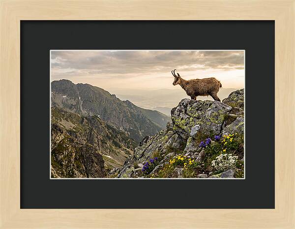 Chamois Standing Proudly On Alpine Peaks